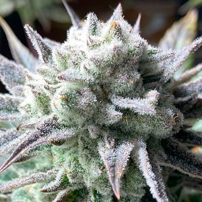 R-Kiem Seeds Suguz regular semienka neobsahujú THC 10 ks