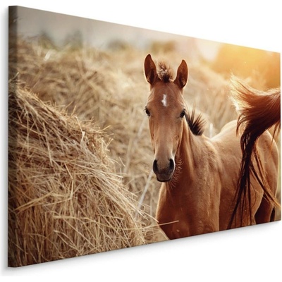 MyBestHome BOX Plátno Hříbě Varianta: 70x50