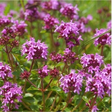 Mateřídouška - Thymus serpyllum - semena mateřídoušky - 500ks