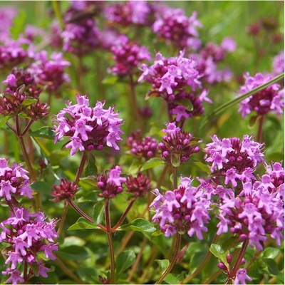 Mateřídouška - Thymus serpyllum - semena mateřídoušky - 500ks