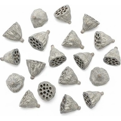 3380 Lotos 4-6cm biely 36ks