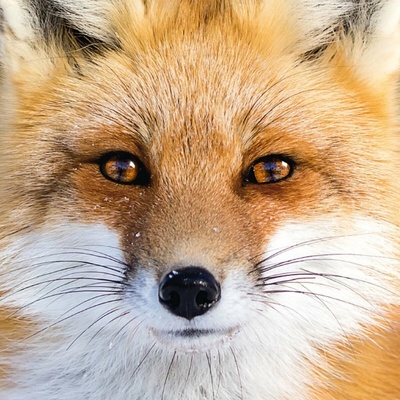CURIOSI Štvorcové Q Animal Líška 66 dielov