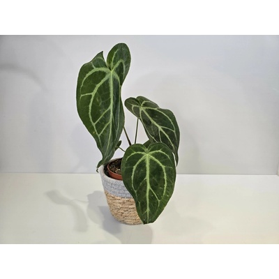 Anthurium Crystallinum Konkrétna rastlina: Rastlina 3
