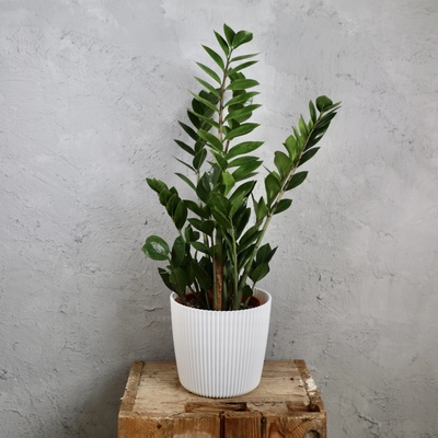 Zamioculcas Zamiifolia veľký