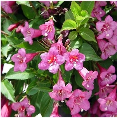 Weigela florida 'Rumba' 20-30 C2L