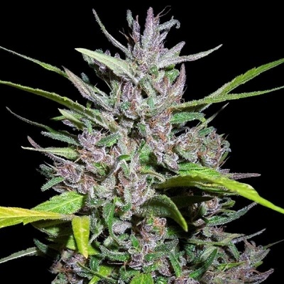 Ace Seeds Honduras x Panama semena neobsahují THC 5 ks