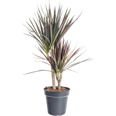 Dračinec vroubený, Dracaena marginata Magenta, 2 výhony, průměr květináče 17 cm