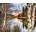 Norimpex - Puzzle Diamant painting: Birch trees on the lake shore 30x40cm - 1 - 39 piese