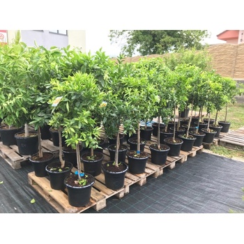 Citrus reticulata mandarínka