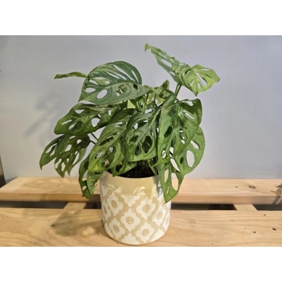 PlanBros flower Monstera Adansonii