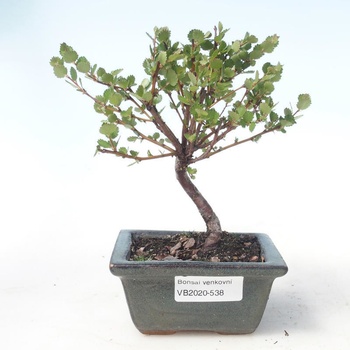 Venkovn bonsai - bza trpasli - Betula NANA VB2020-538 - Heureka.cz
