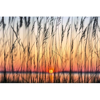 DIMEX ART s. r. o Флизелинов фототапет тръстика 375 x 250 см