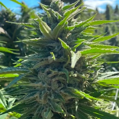 Atlas Seed Wedding Cake Auto semienka neobsahujú THC 5 ks