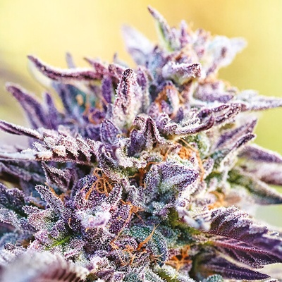 Anesia Seeds Auto Bubblegum semienka neobsahujú THC 10 ks