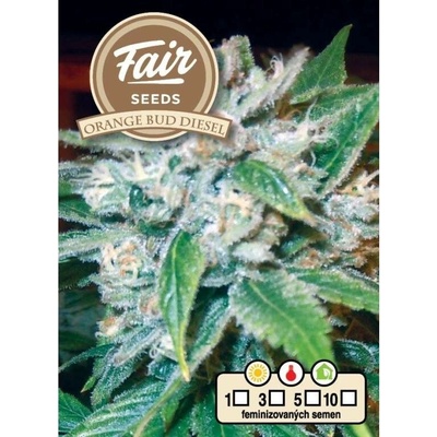 Fair Seeds Orange Bud Diesel semena neobsahují THC 5 ks