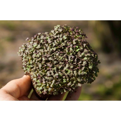 Microgreens Mizuna červená na microgreens, 50 g