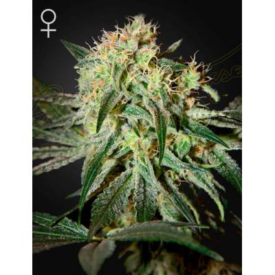 Green House Seeds Damn Sour semena neobsahují THC 5 ks