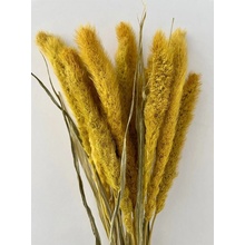 Sušina Setaria žlutá | Sušené květiny a trávy