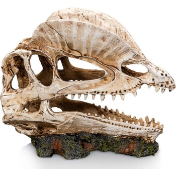 GiganTerra Lebka Dilophosaurus 19x9x14 cm