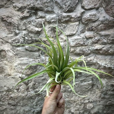 Tillandsia rothii