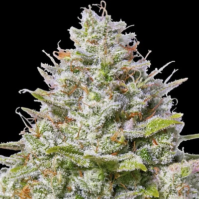 Barney's Farm Blue Gelato 41 semena neobsahují THC 5 ks – Zboží Dáma