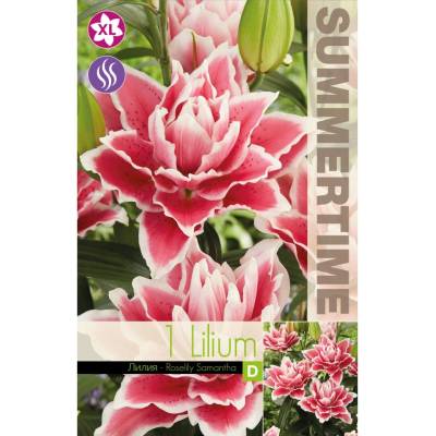 Seklos Лилиум Decorative Double Roselily Samant - 1 бр луковицa