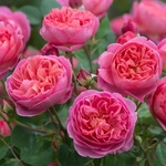 David Austin® Роза Boscobel® - David Austin®