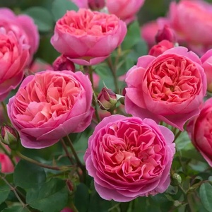 David Austin® Роза Boscobel® - David Austin®