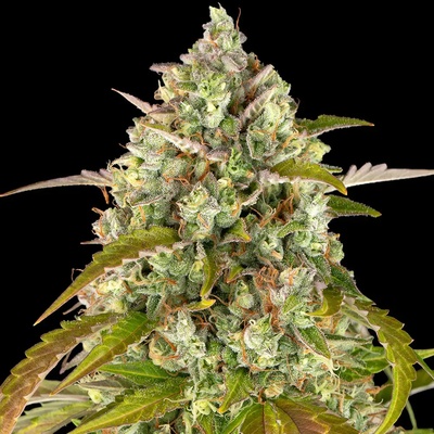 Barney's Farm Pineapple Express AUTO semena neobsahují THC 3 ks