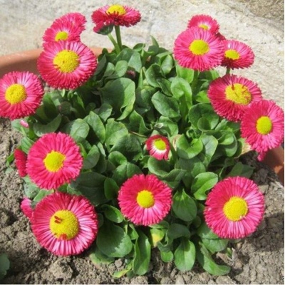 Sedmikráska Speedstar Plus Rose - Bellis perennis - osivo sedmikrásky - 40 ks