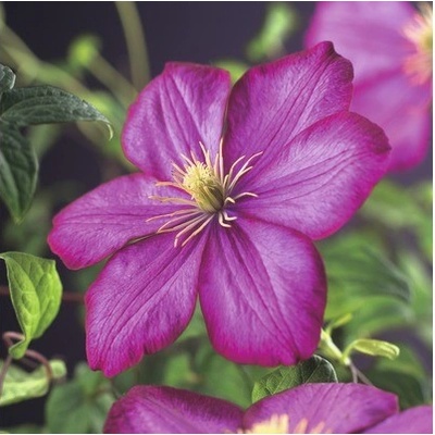 Plamienok FloraSelf Clematis hybrid 'Ville de Lyon' 50-70 cm kvetináč 2,3 l