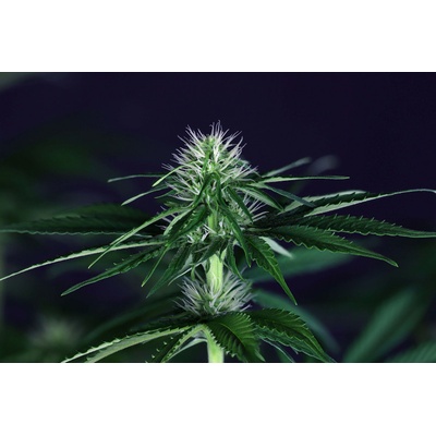 Seedsman Doctor Seedsman CBD 30:1 semienka neobsahujú THC 5 ks