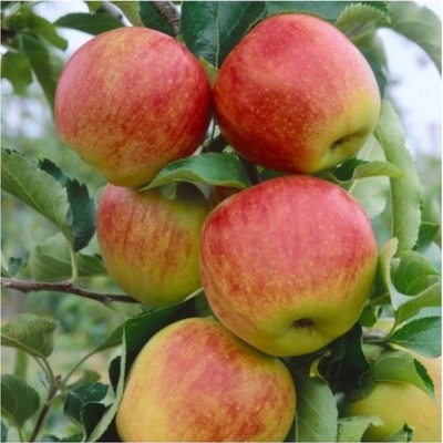 Jabloň Muna malus domestica