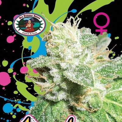 Big Buddha Seeds Head Cheese semienka neobsahujú THC 5 ks