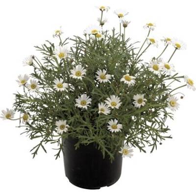 Kopretinovec dřevnatý FloraSelf Chrysanthemum frutescens květináč Ø 14 cm bílý