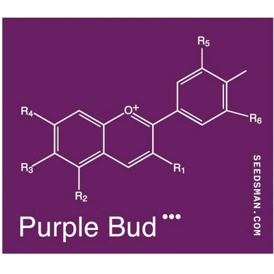 Seedsman Purple Bud regular semienka neobsahujú THC 10 ks