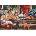 Anatolian - Puzzle Dog Family - 260 piese