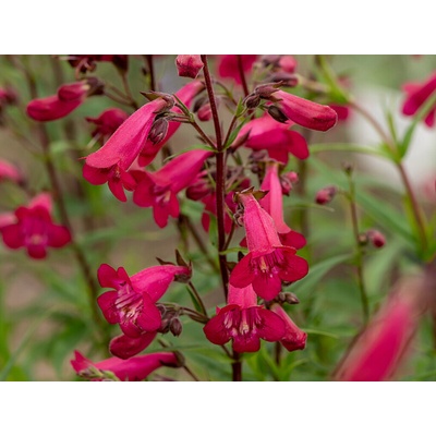 Dráčik Andenken an Frederik Hahn - Penstemon, kont. 1 l
