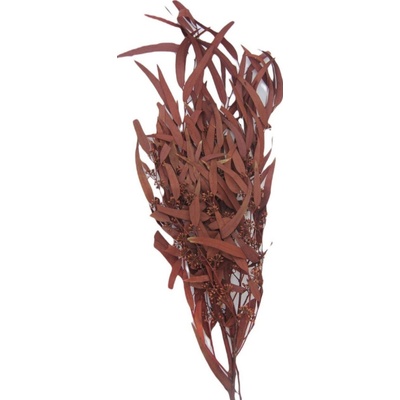 Florservice Eucalyptus willow stabilizovaný červený 100 g