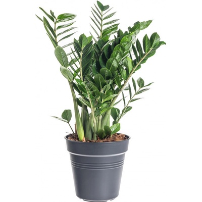 Kulkas zamiolistý, Zamioculcas zamiifolia, průměr květináče 24 cm