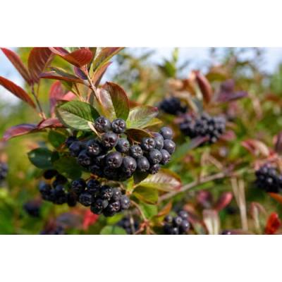Arónia čerešňolistá (Aronia prunifolia) ´NERO´ - výška 40-50 cm, kont. C2L