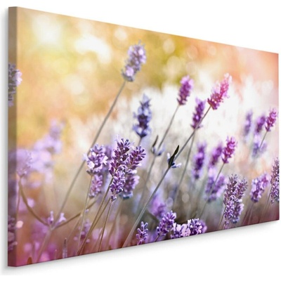 Plátno Levandulové pole I. Varianta: 70x50