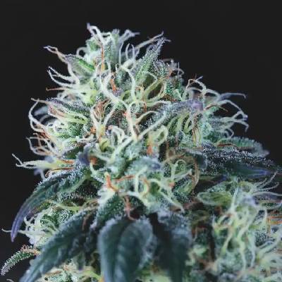 Pyramid Seeds Wembley regular semienka neobsahujú THC 7 ks