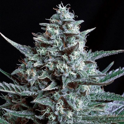Genehtik Blubonik semena neobsahují THC 5 ks