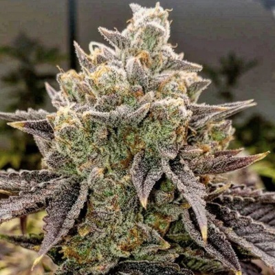 Ethos Genetics Bubble Gummy Auto semena neobsahují THC 6 ks