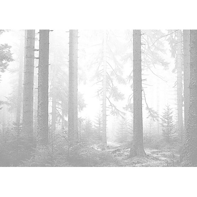 Postershop Fototapeta vliesová Černobílý les 3 , rozměry 254x184 cm