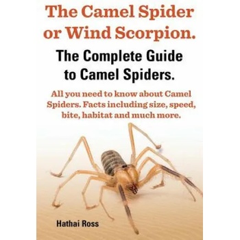 Image 1 of Camel Spider or Wind Scorpion, The Complete Guide to Camel Spiders. | Hathai Ross