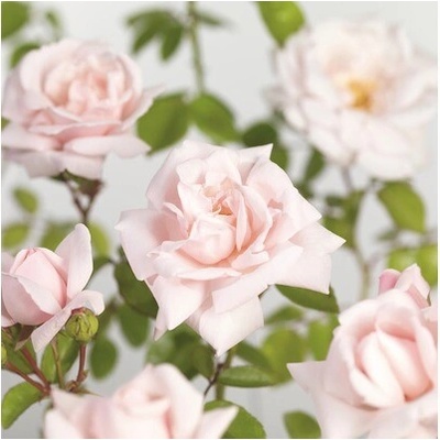 Ruža popínavá FloraSelf Rosa 'New Dawn' výška 100-120 cm kvetináč 5 l