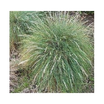 Semínka okrasné trávy - Festuca coxii - Okrasná tráva Kostřava - prodej semen - 5 ks
