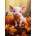 Castorland - Puzzle Cute Fall Piglet - 300 piese